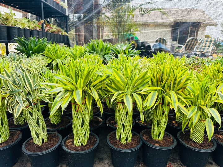 Lucky Bamboo Tower | Farooq Nursery Farm
