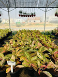 Green Aglonema | Statement Indoor Plant | Farooq Nursery Farm