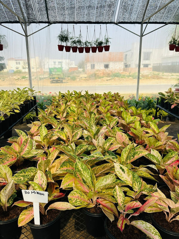 Dracaena Braided (Variegated)