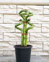 Lucky Bamboo Twisted (Single Stalk)