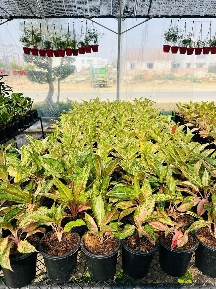 Aglaonema 30 Million