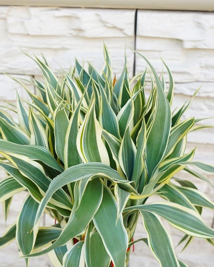 Dracaena Variegated Top