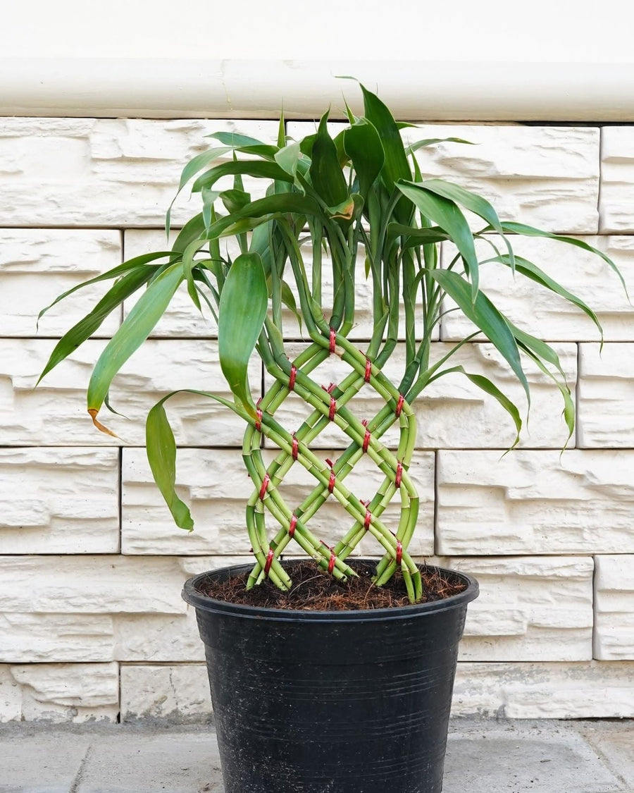 Lucky Bamboo Braided (Braid Pattern)