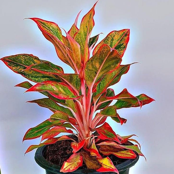 Aglaonema Lipstick