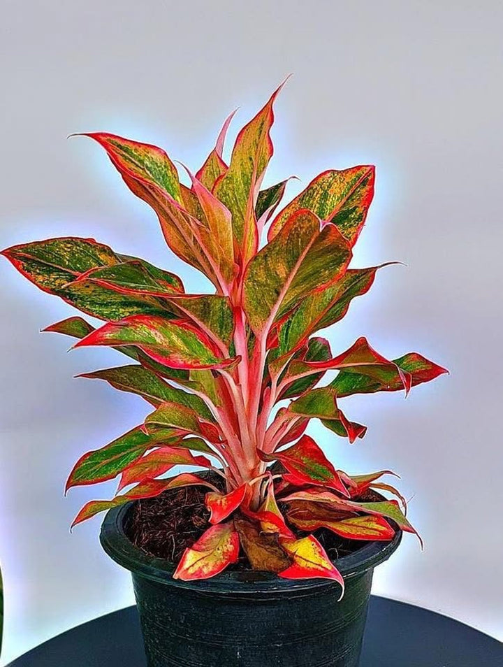Aglaonema Lipstick