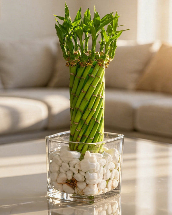 Lucky Bamboo Tower (Stacked Layers)