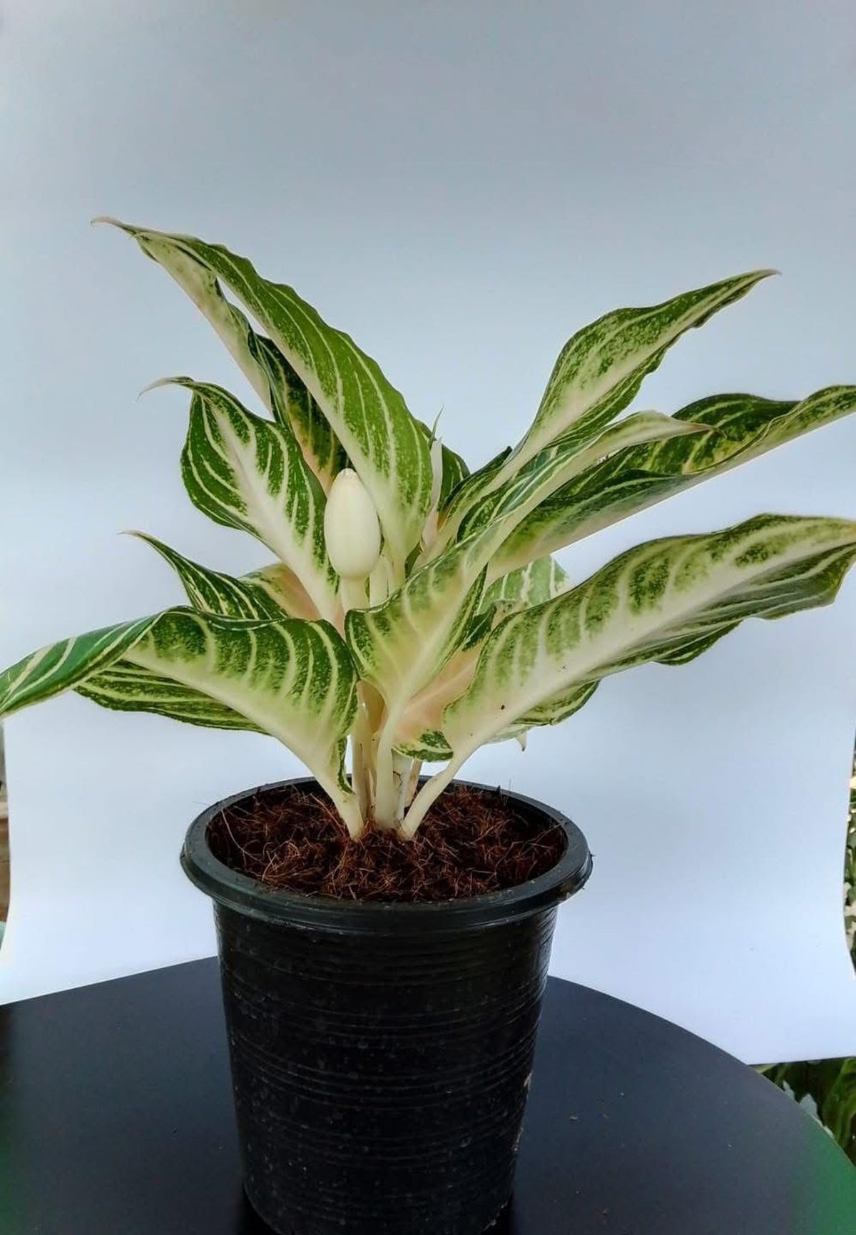 Dieffenbachia Camille