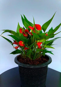 Red Anthurium (Flamingo Lily)