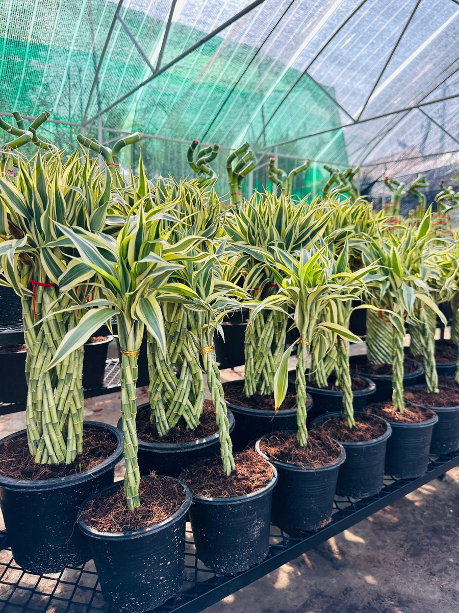 Lucky Bamboo Variegated Collection