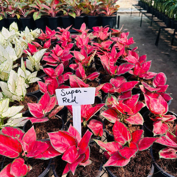 Aglaonema Super Red