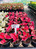 Aglaonema Super Red – Most Vibrant Red Indoor Plant | Farooq Nursery Farm