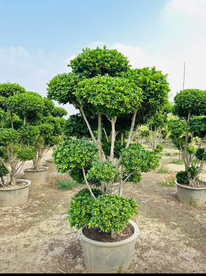 Layered topiary bonsai plant at the nursery