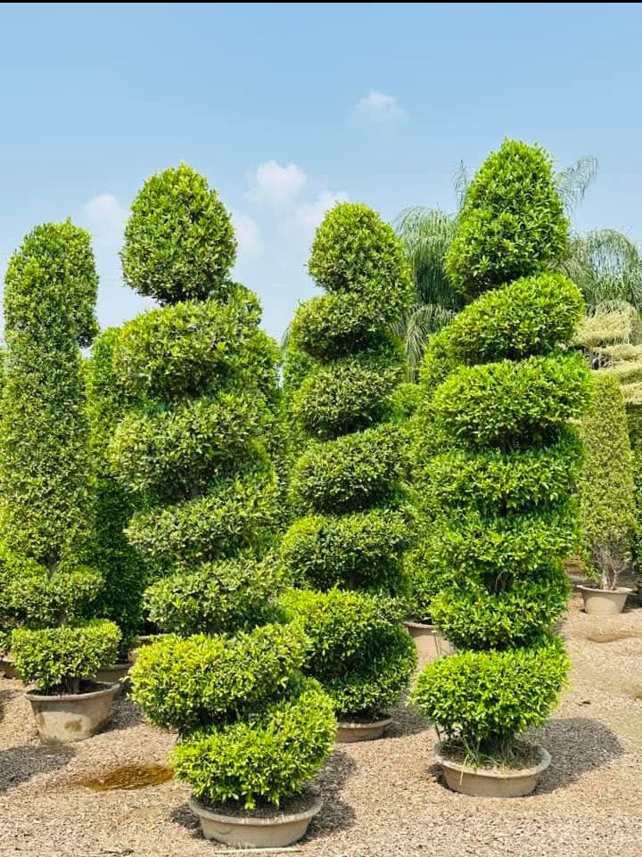 Hand-sculpted spiral topiary plant